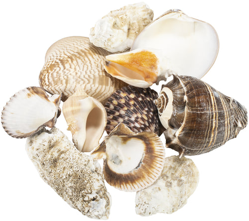 Landscaping Seashells 5lbs