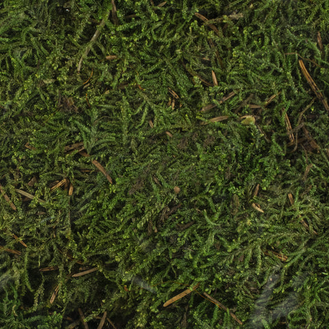 Quality Growers Preserved Sheet Moss 112.5 Cubic Inches