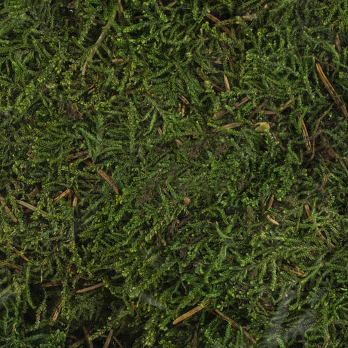 Quality Growers Preserved Sheet Moss 112.5 Cubic Inches