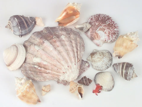 Sea Shells In Lion's Paw Shell 11.2oz