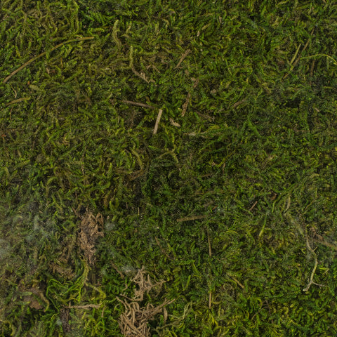 Super Moss Perserved Sheet Moss 8oz