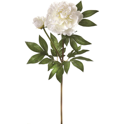 English Peony + Bud 26"