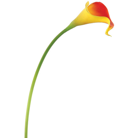 Calla Lily "Natural Touch" 14"