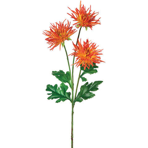 Spider Mum X3 29"