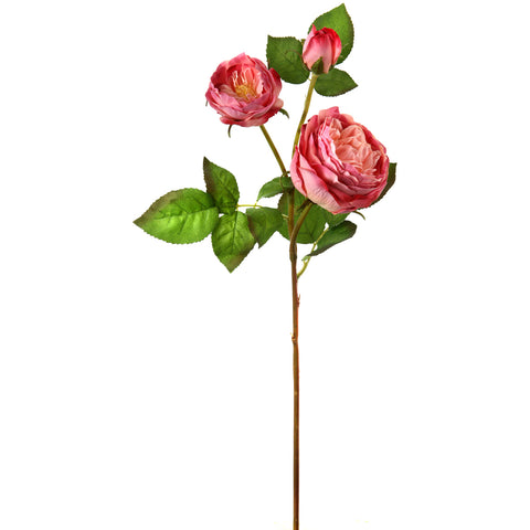 English Rose X2 + Bud 28"