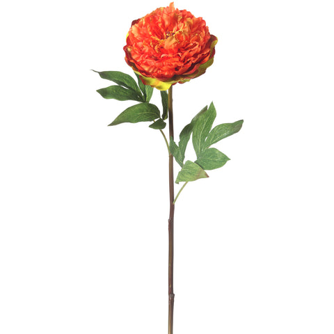 Cabbage Peony 24"
