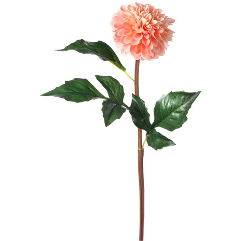 Caledonia Dahlia 25"