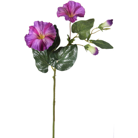 Morning Glory Spray 24"