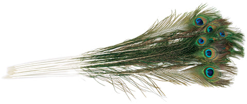 Peacock Eye Feathers 12/Pkg