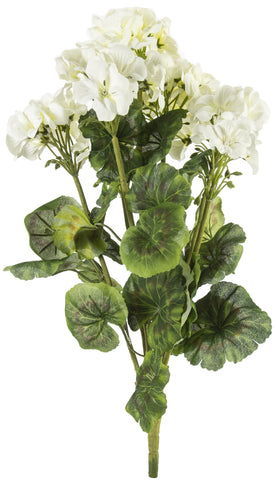Geranium Bush X7 20"