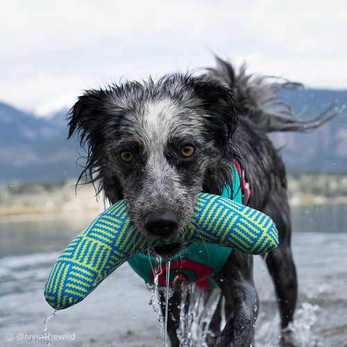 Rascals 10" Boomerang Fetch Toy