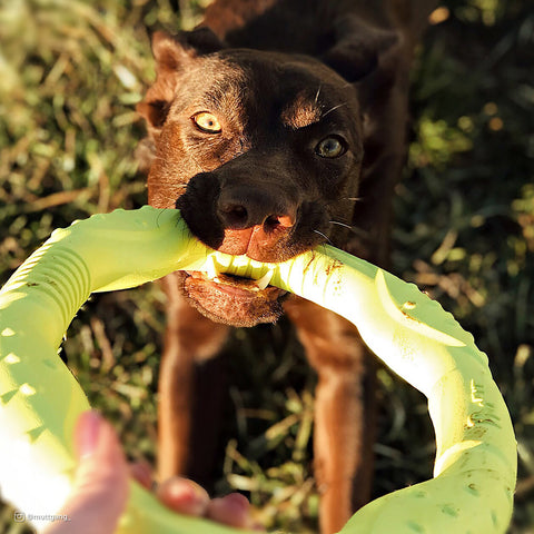 Pro Fit 12" Mega Ring Foam Toy