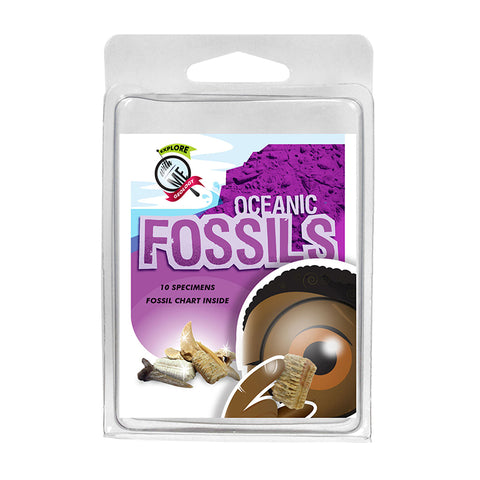 Explore With Me Geology Oceanic Fossils
