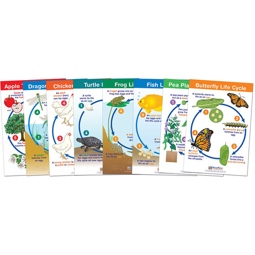 Life Cycles Bulletin Board Charts, Set Of 8