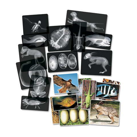 Roylco Animal X-Ray Set, 14/Pack