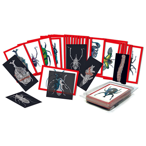 Roylco Insect X-Rays And Picture Cards, 36/Pkg