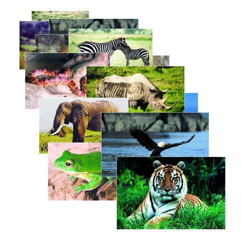 Wild Animals Poster Set, Set Of 10