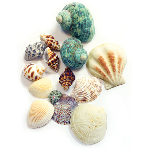 Sea Shells 4.3oz