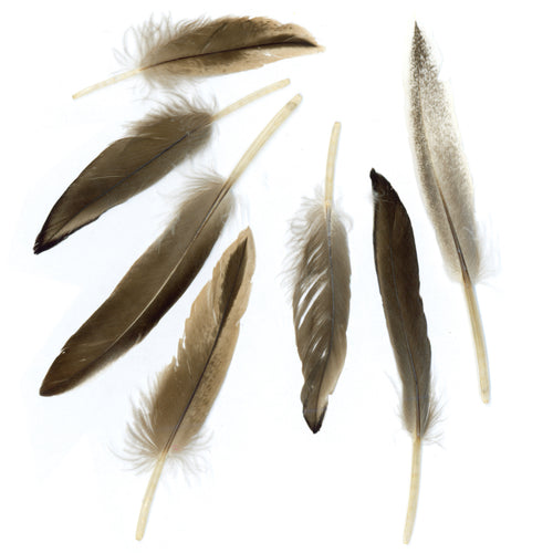 Duck Cosse Feathers .05oz