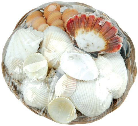 Sea Shell Basket 6"