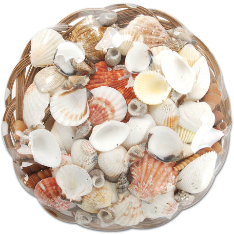 Sea Shell Basket 10"
