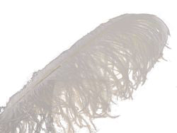 Ostrich Plume Feather 1/Pkg