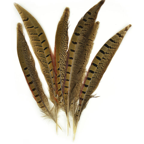Ringneck Pheasant Feathers 6/Pkg