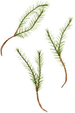 Snowflake Faux Pine Branch W/Paper Stem 15/Pkg