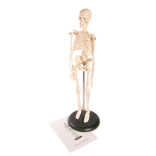 American Educational Products Skeleton Model, 17