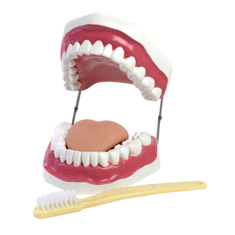 American Educational Products Oral Hygiene Model