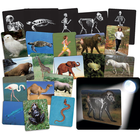 Roylco What™S Inside Animals Card Set