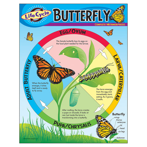 Life Cycle Of A Butterfly Learning Chart, 17 X 22