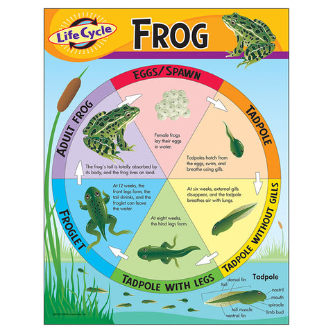Life Cycle Of A Frog Learning Chart, 17 X 22