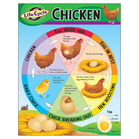 Life Cycle Of A Chicken Learning Chart, 17 X 22