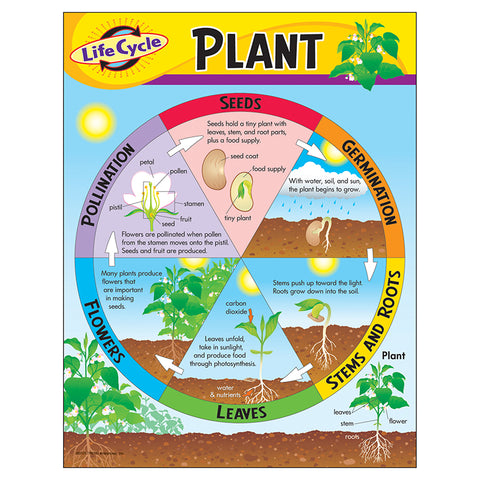 Life Cycle Of A Plant Learning Chart, 17 X 22