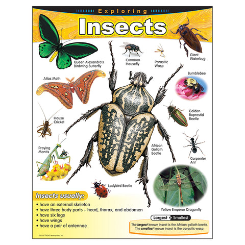 Exploring Insects Learning Chart, 17 X 22
