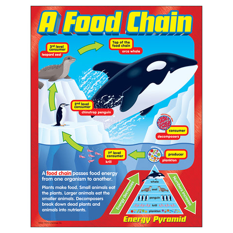 A Food Chain Learning Chart, 17 X 22